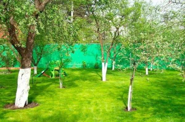 Изображение к статье: Вдыхайте глубже: аромат спелых фруктов побеждает раковые клетки