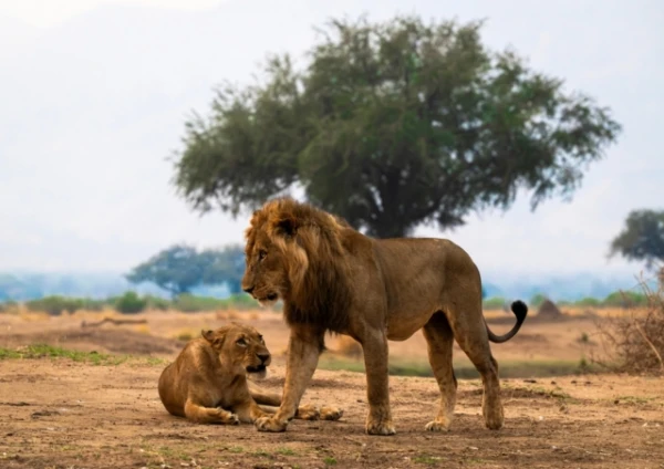 Изображение к статье: Впервые в мире браконьера наказали на основании анализа львиной ДНК