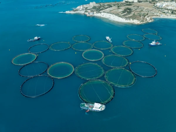 Изображение к статье: Почему есть выращенную на фермах рыбу безопаснее, чем дикую?