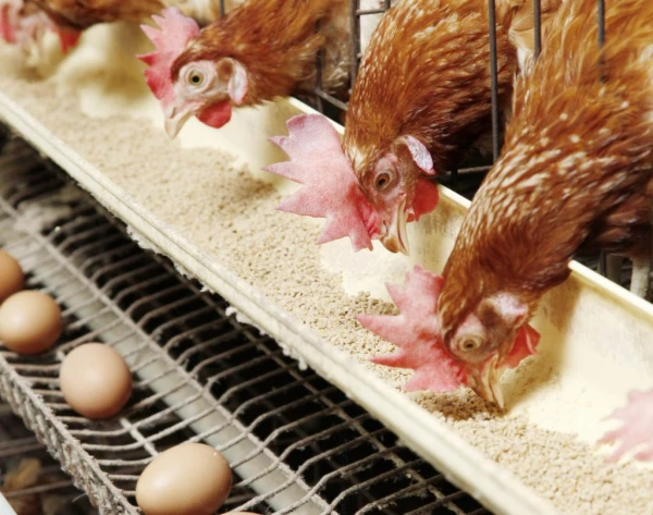 Изображение к статье: Кто знает, может быть – к нам попала курятина, вскормленная на импорте государства-агрессора?