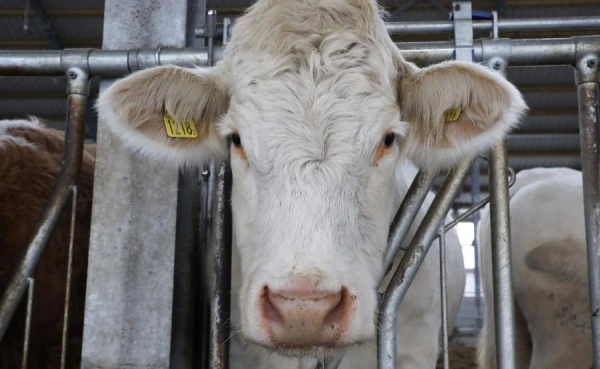 Изображение к статье: Ученые раскрыли секрет морозостойкости якутских коров при температуре до минус 60 ℃