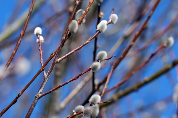 Синоптики одарили прогнозом на первую половину марта