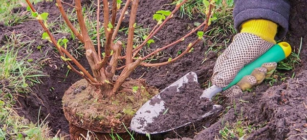 Как правильно осуществлять весенние посадочные работы в саду?