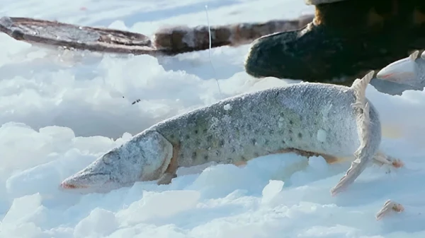 Рыбка там жирнее? Рыбака из Латвии «поймали» на озере во Пскове