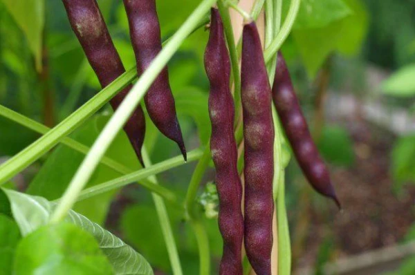 Изображение к статье: Как правильно выбрать растения-предшественники для овощных культур?