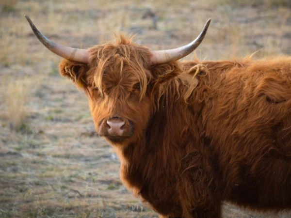В Китае впервые клонированы восемь тибетских коров