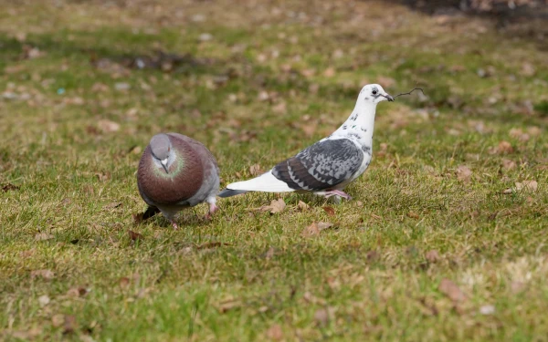 Изображение к статье: Синоптики уточнили прогноз погоды на неделю в Латвии