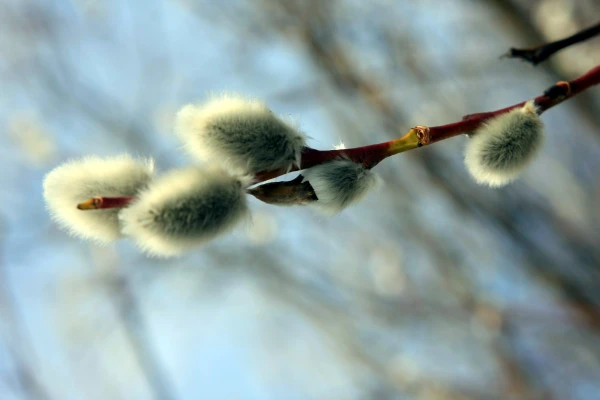 Изображение к статье: Синоптики огласили прогноз погоды на субботу в Латвии