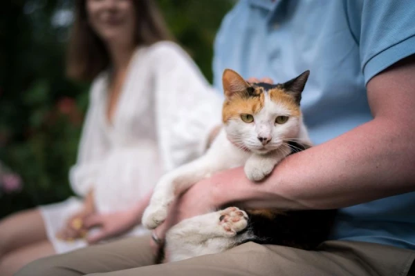 Изображение к статье: Как завоевать доверие кошки?