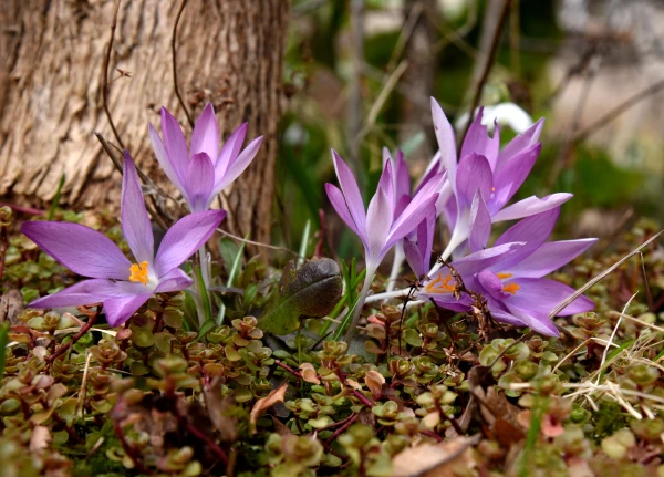 Изображение к статье: 8 марта - подарок от синоптиков