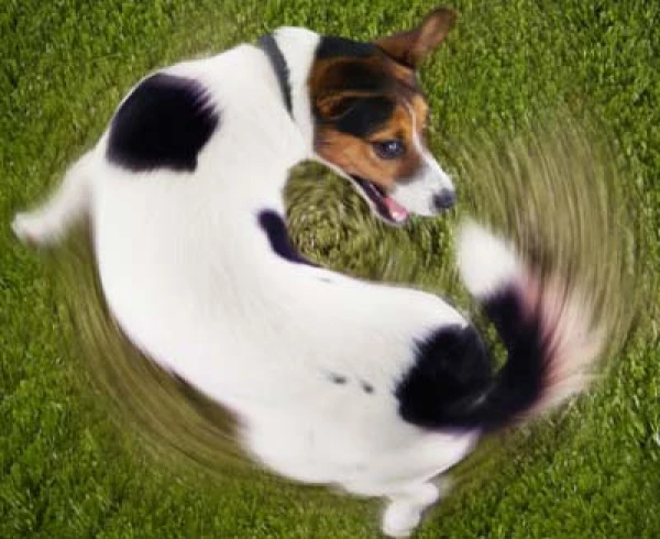 Изображение к статье: Что означает виляние хвостом у собак?