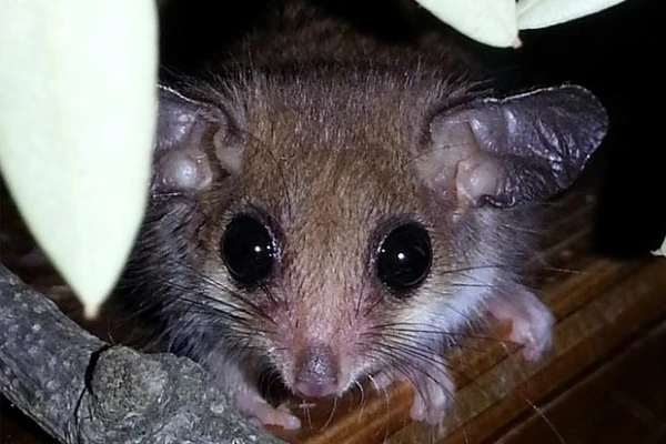 Фото: Miss.chelle.13 / Wikimedia