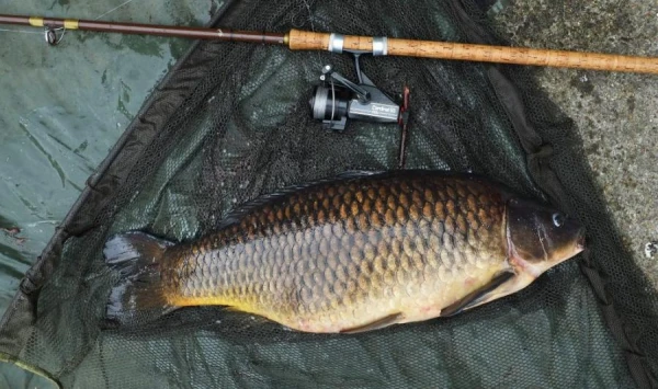 Откуда родом «одомашненный» карп?