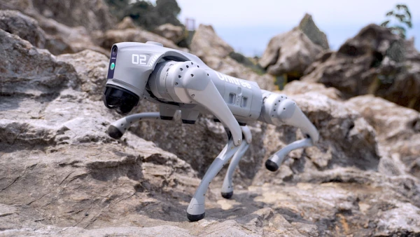 Этим питомцам будет хорошо в Балканских горах.