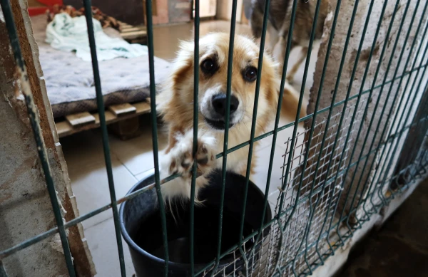 Изображение к статье: Собака бывает кусачей: охотники Латвии неохотно убивают домашних животных