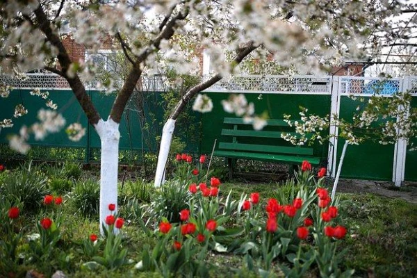 Дачников призвали обрабатывать деревья мелом и клейстером
