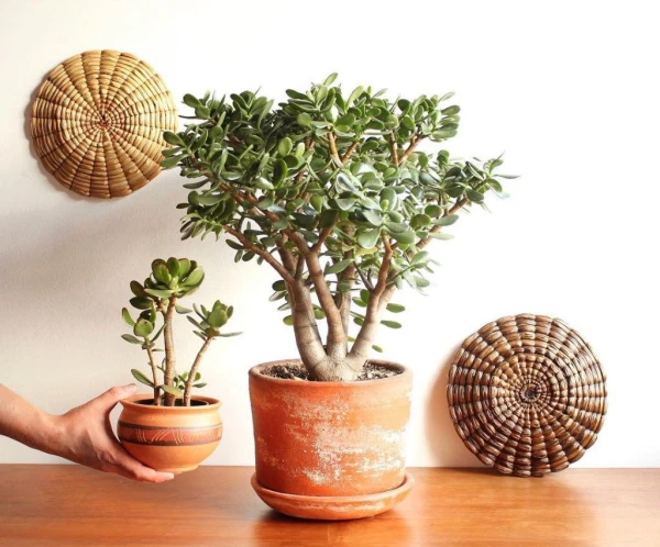 Денежное дерево: какие полезные свойства приписывают этому популярному комнатному растению