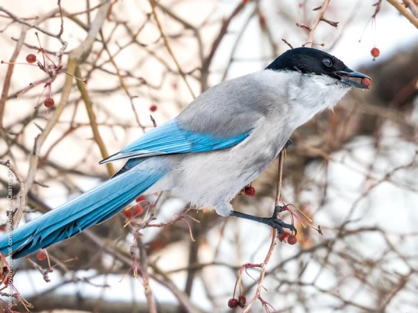 Голубые сороки оказывают помощь своим неудачливым сородичам