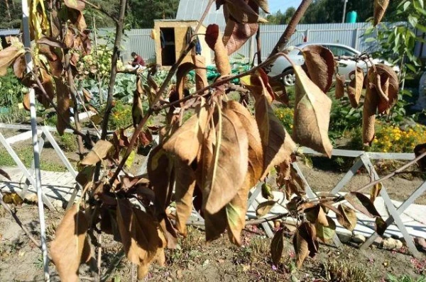 Изображение к статье: Почему яблоня начинает засыхать?