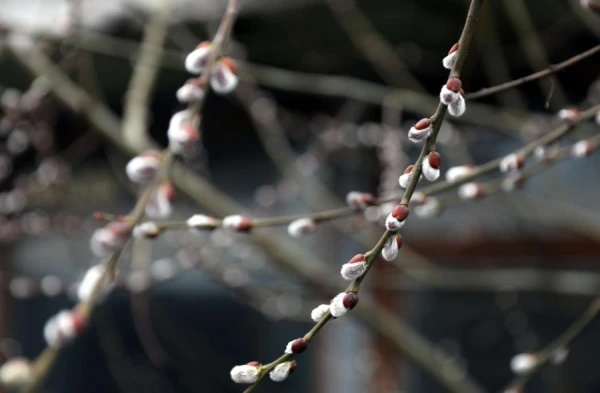 Начало марта в Латвии было на четыре градуса теплее обычного