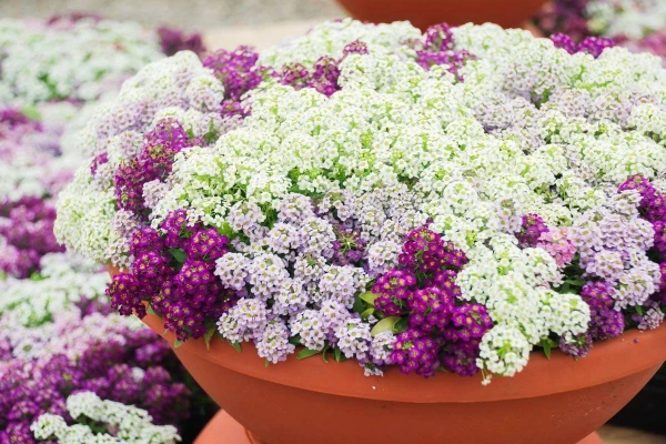 Какие однолетники зацветают первыми: 5 неприхотливых цветов для клумбы