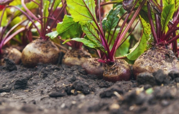 Назван простой продукт, который может помочь при гипертонии