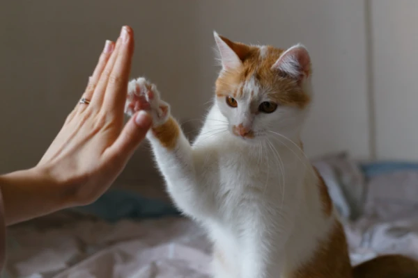 Как кошки стали спутниками человека: история одомашнивания