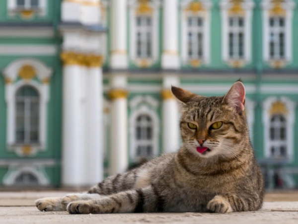 Могут ли кошки работать на человека? Вот чем закончились 5 попыток обучить котов «профессиям»