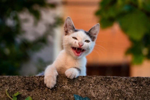 К чему могут привести постоянные разговоры хозяина с кошкой?