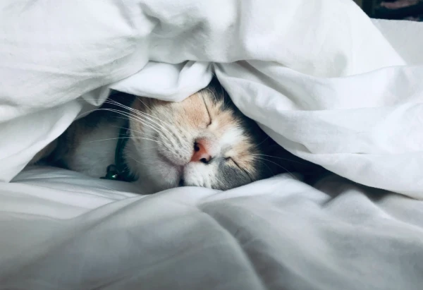 Обнародована «военная» техника быстрого засыпания