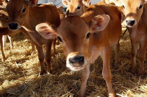 Изображение к статье: Как правильно ухаживать за телятами?