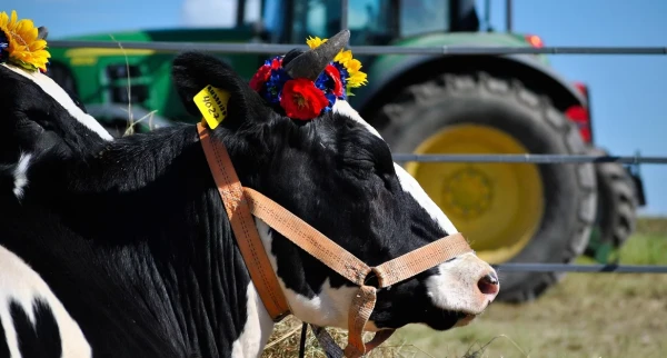 Изображение к статье: Польские коровы ждут, чтобы их хорошенько подоили.