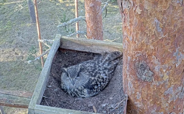 Долгожданное возвращение: после нескольких лет перерыва в прямом эфире снова можно наблюдать филинов