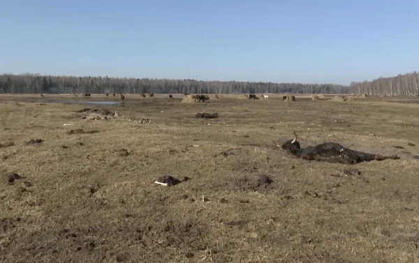 79 погибших животных в Кемерском национальном парке: руководитель фонда отвергает обвинения