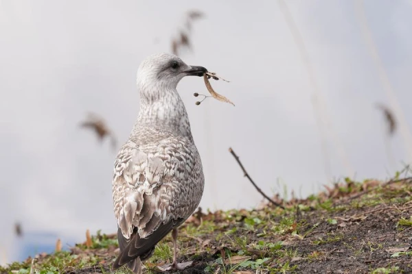Изображение к статье: Во всех станциях наблюдений побит температурный рекорд 14 марта