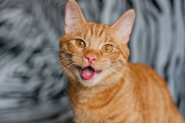 Изображение к статье: Почему коты любят запах человеческого пота?