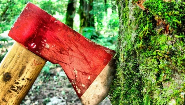 Наиболее распространённые преступления против природы — самовольная вырубка и повреждение деревьев