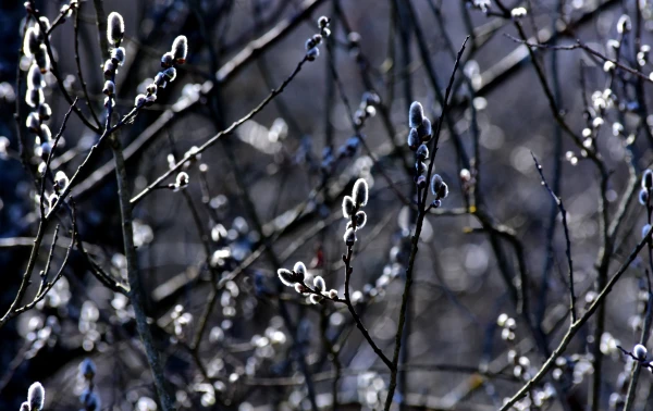 На Латвию снова идут заморозки - синоптики