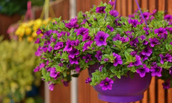 Изображение к статье: Биолог рассказала о полезном цветке для дачи