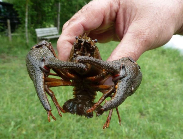 Когда «рак на горе свистнет»?