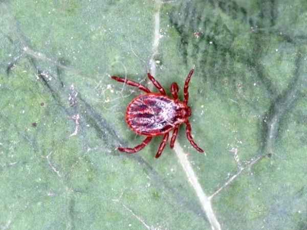 Вакцинация от клещевого энцефалита должна быть оплачена государством - глава Госсовета по иммунизации