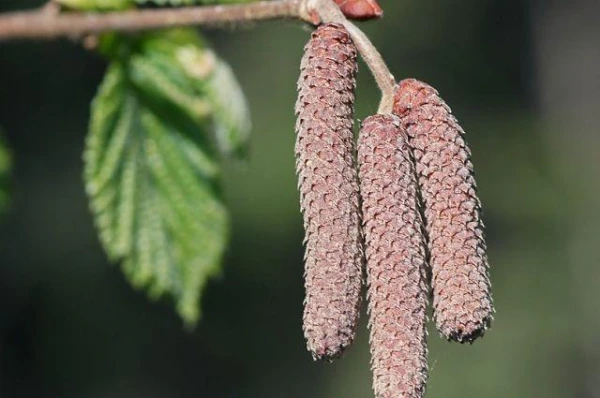 Какие растения можно считать первыми весенними цветами?