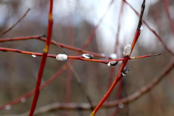 Изображение к статье: Вербоносица: что следует сделать 21 марта, чтобы избежать бед и привлечь удачу