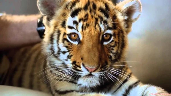 Почему тигры отсутствуют в Африке?