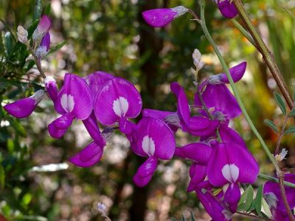 Овцы жертвуют собой ради ядовитого горошка