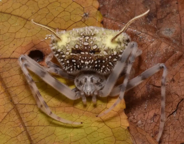 Изображение к статье: Чемпион по выживанию.