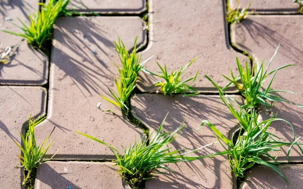 Сорняки на дорожках: эффективный метод с кипятком и солью