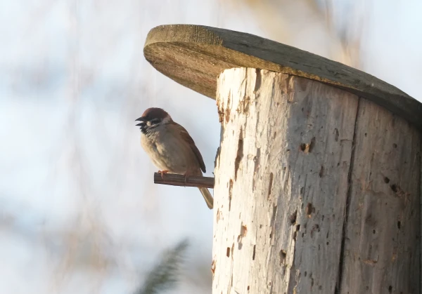 Середина марта была на пять градусов теплее нормы