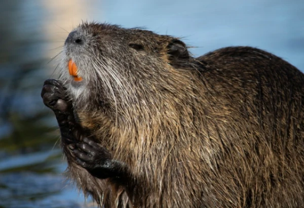 Изображение к статье: Главное - отключить генный механизм в этих зверьках.