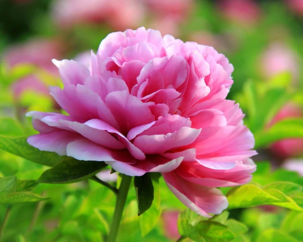 Посадите эти 3 цветка — и в дом придут деньги: народные приметы о богатстве